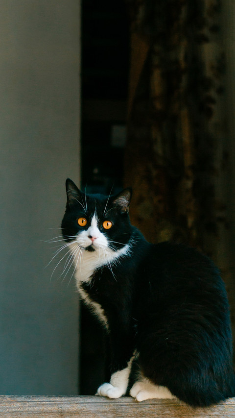 “猫中哈士奇”奶牛猫 screenshot