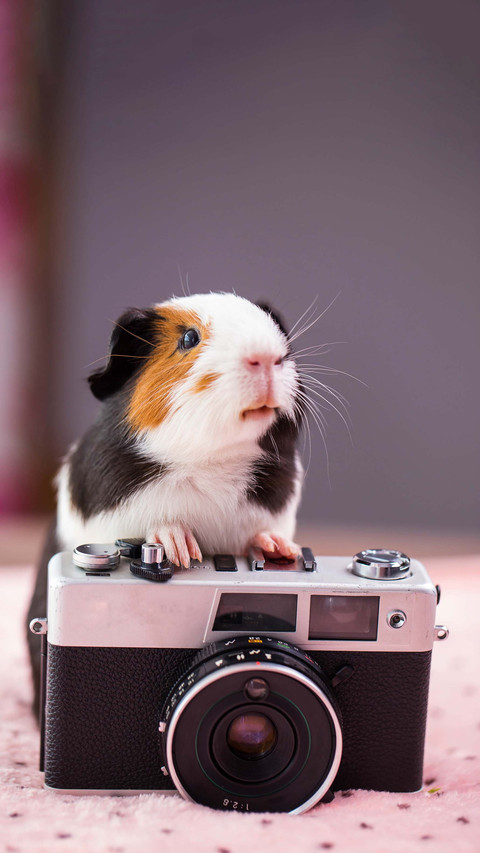 Hamster never gets drunk after drinking a thousand cups screenshot