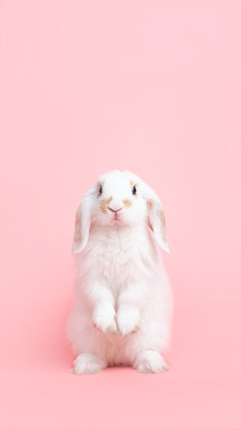A White Cute  Holland Lop Rabbit Standing On Pink Background screenshot
