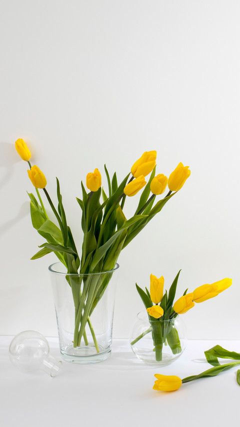 Bright Yellow Tulips, Elegance in Simplicity screenshot