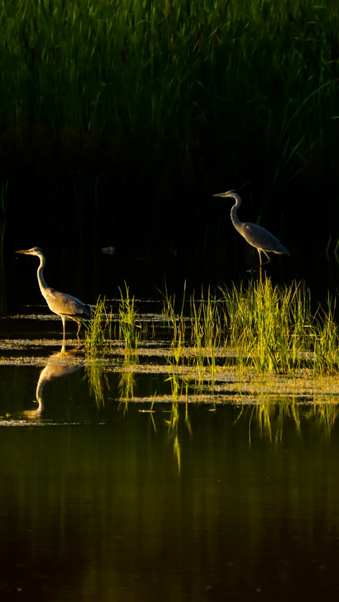 A glimpse of a heron screenshot