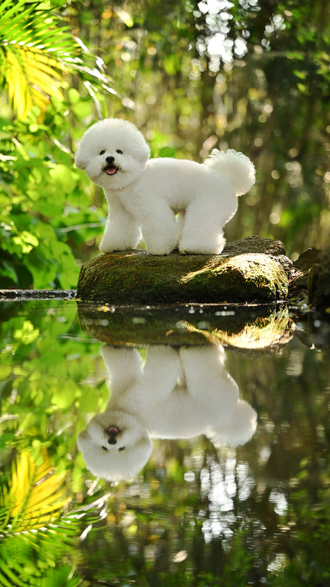 A bichon frise on the rock screenshot