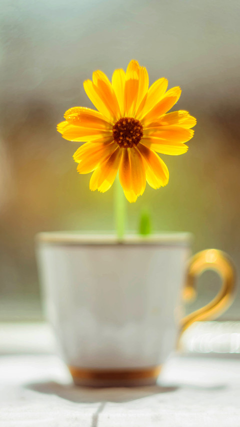 beautiful flower-03 screenshot