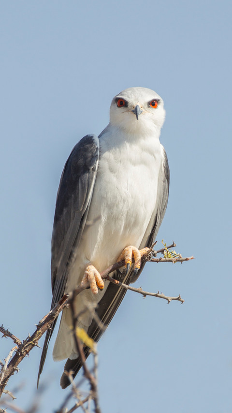 Blackshouldered kite elanus caeruleus etosha national screenshot