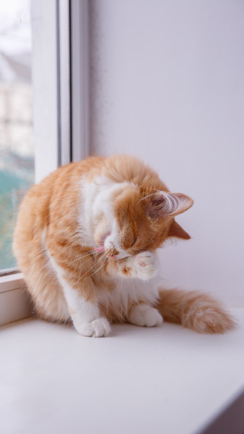 Adorable Kitten Pose, Inviting Warmth and Joy screenshot