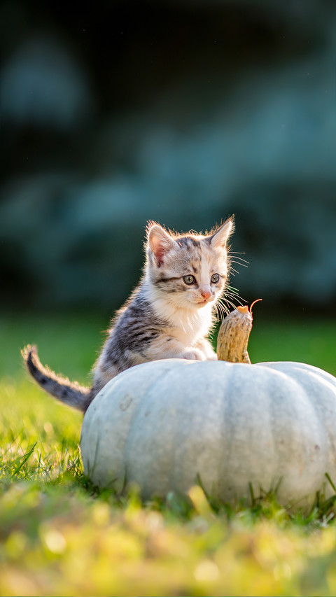 Cute Siblings Kittens Play and Sit around Pumpkins screenshot