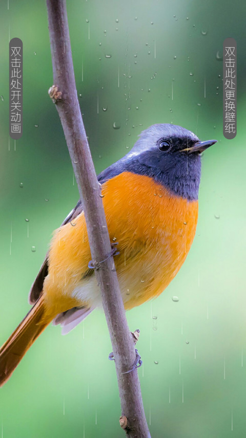 玉林鸟 screenshot
