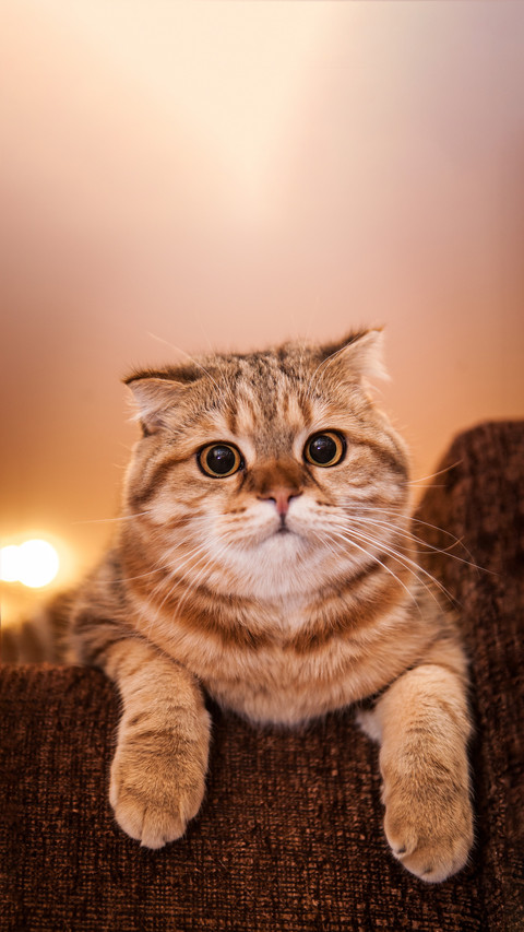 Why is it not recommended to keep a cat with folded ears screenshot