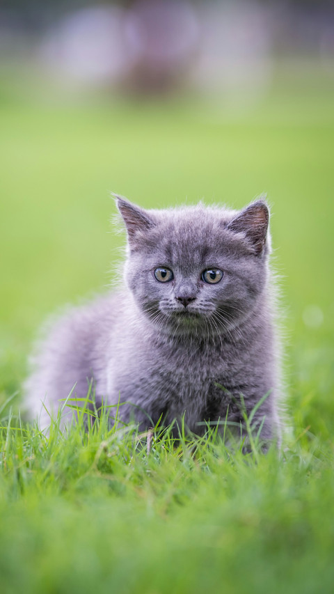 Cute Cat Lying on The Grass screenshot