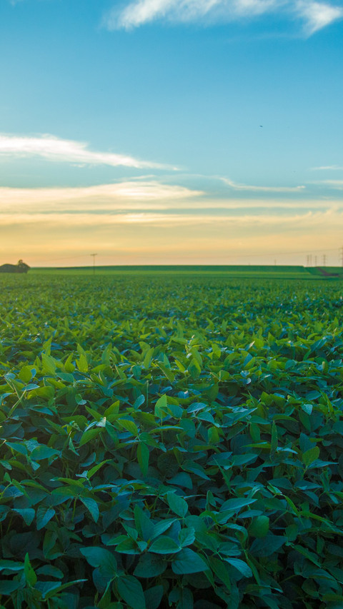 soybean field screenshot