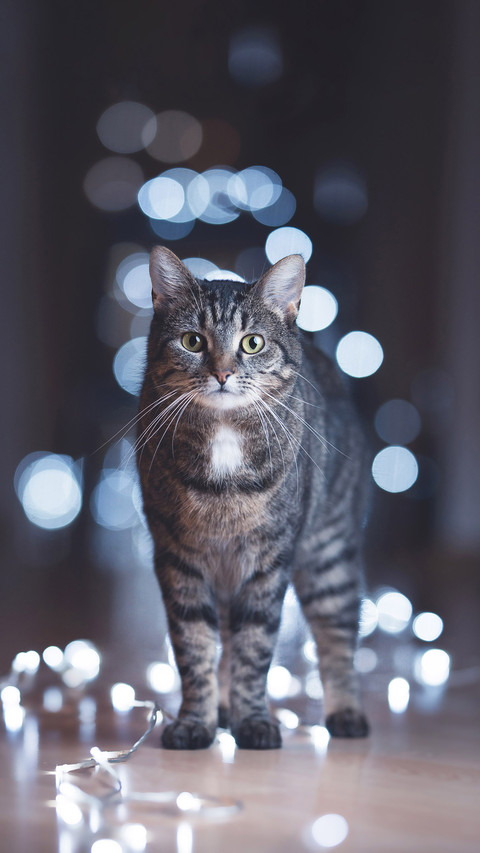 a Cat Standing on the Floor Surrounded by Cold Bokeh Lights screenshot