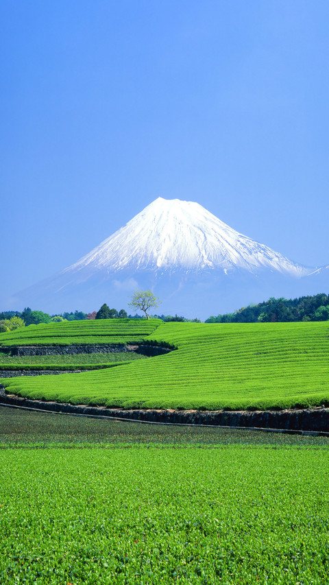Green Tea Fields and Mount Fuji screenshot