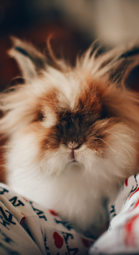 Cute Animals (17) screenshot