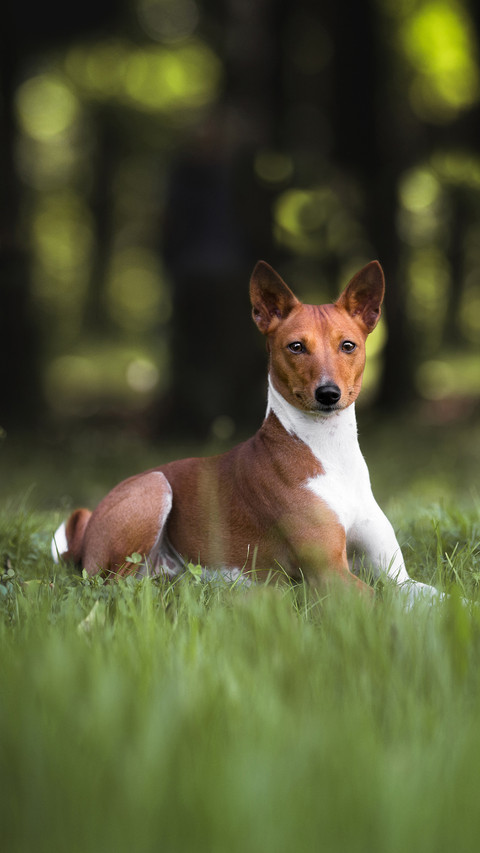 Basenji Dog in a Grass screenshot