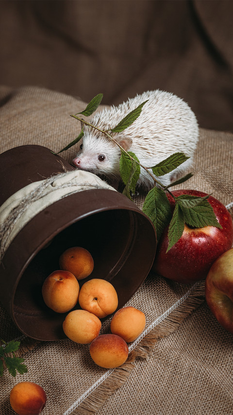 Foraging Hedgehog-02 screenshot