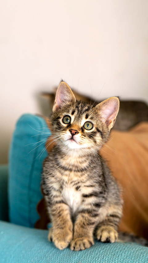 Pet animal; cute kitten tabby screenshot