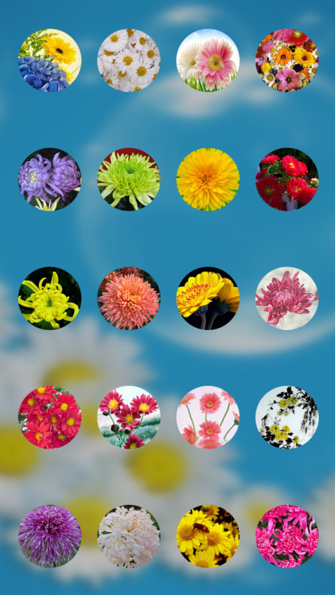 菊花（动态锁屏特效+动态桌面特效） screenshot