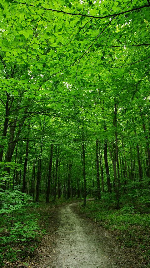 Eye-friendly forest wallpapers screenshot
