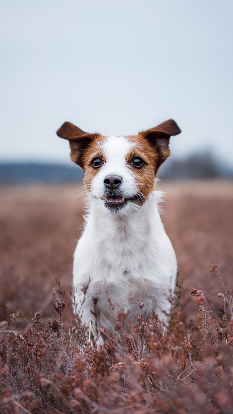 Dog248 screenshot