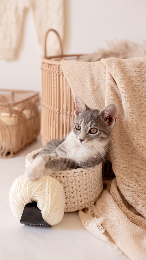Why do cats love playing with wool balls screenshot
