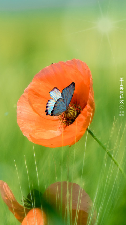 蝶恋花 screenshot