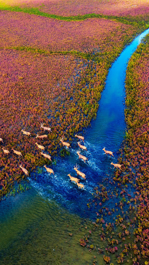 The charm of wetland city yancheng screenshot
