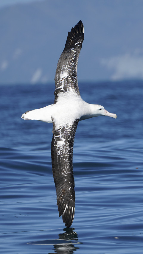 Albatross Bird Fly over Sea screenshot