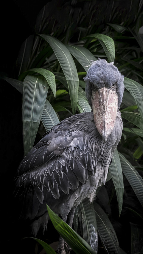 Cute Shoebill Bird screenshot