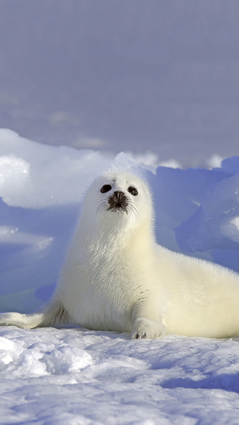 Cute Seal on Ice screenshot