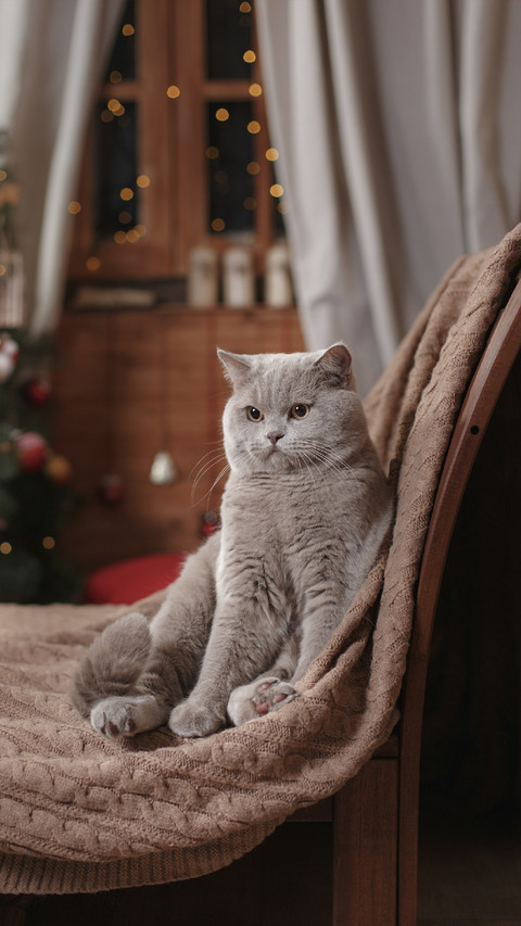 Cute Cat at Home screenshot