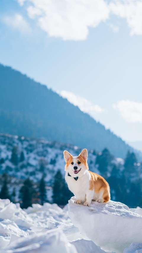 Dog309 screenshot