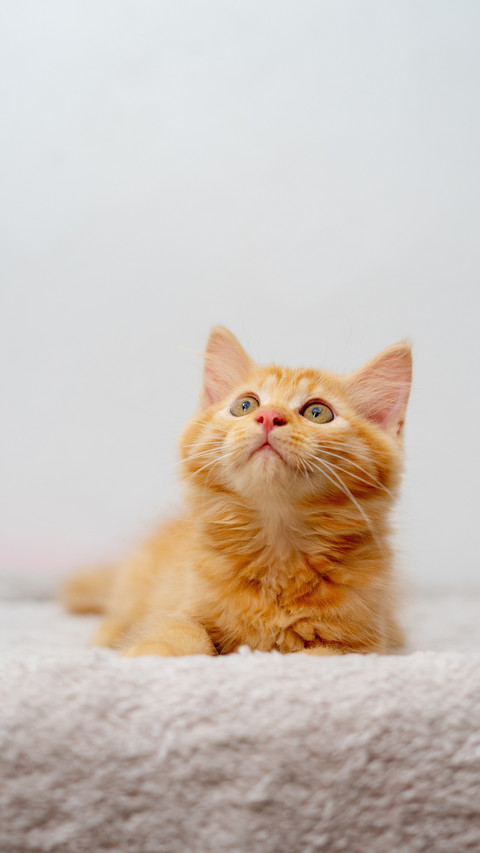 Look up a cute orange kitten takes the spotlight screenshot