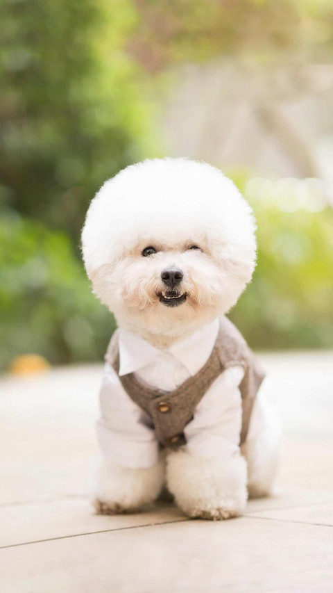 Dog480 screenshot