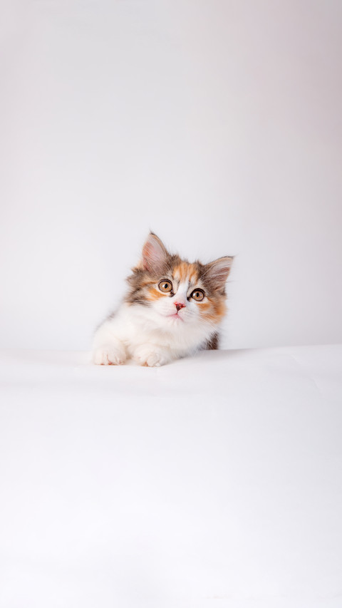 Cute fluffy pet kitten lying on a white background screenshot
