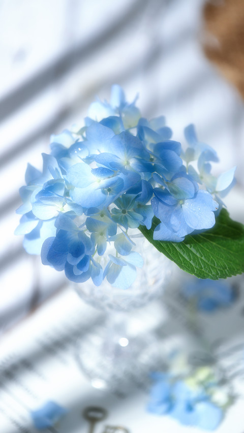 让人惊艳的奇妙花语 screenshot