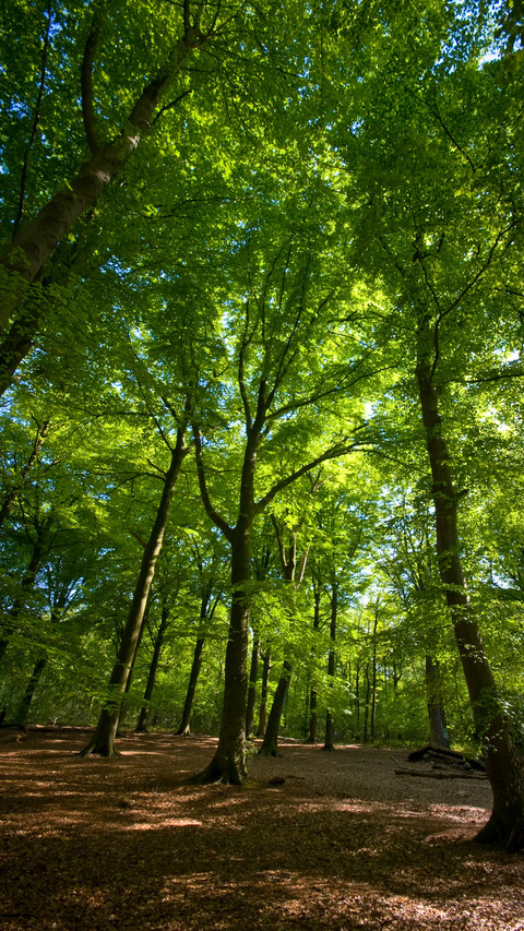 Forest Country screenshot