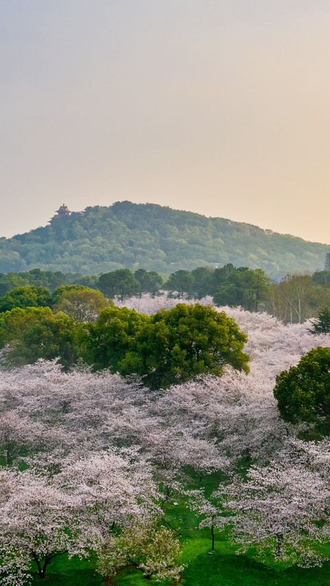 The cherry blossoms in wuhan are in full bloom on the screenshot