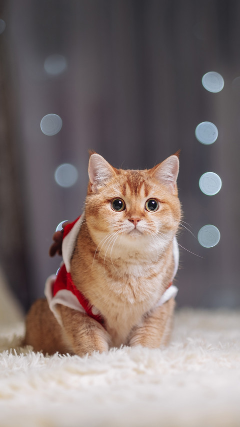 The little cat sitting on the bed screenshot