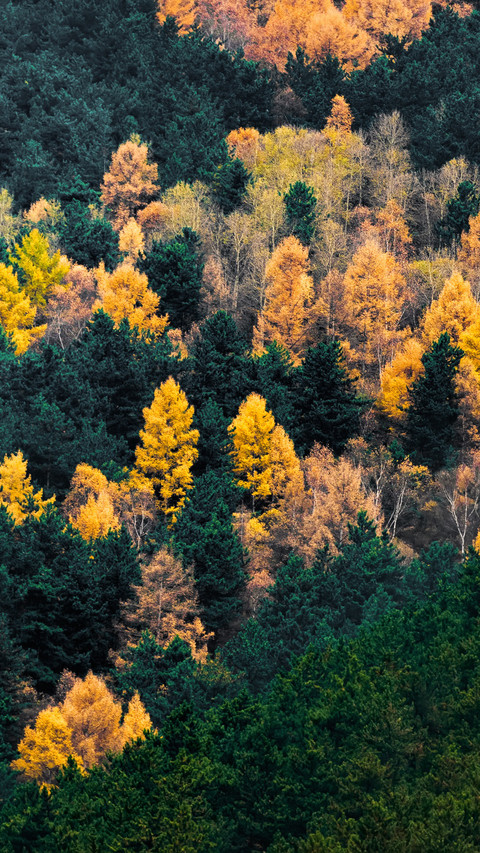 The colorful hues of the forest in autumn screenshot