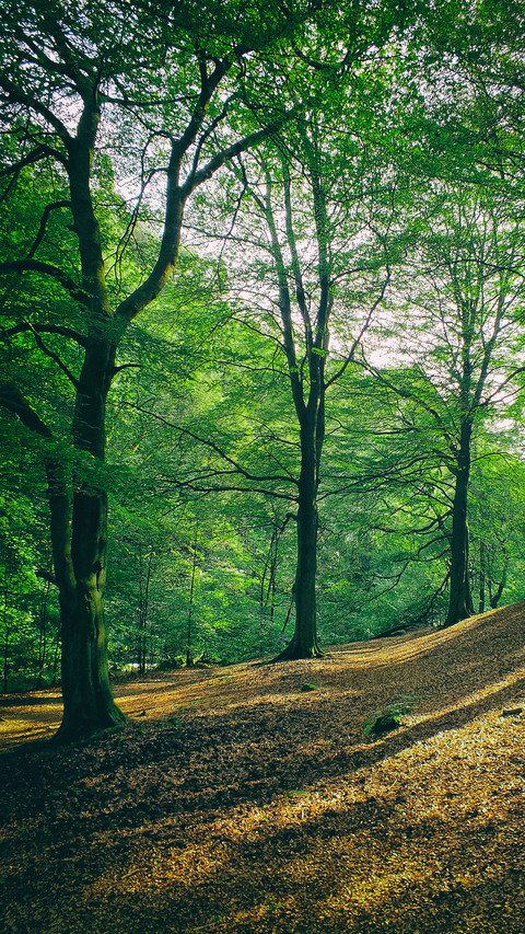 Green forest trails screenshot