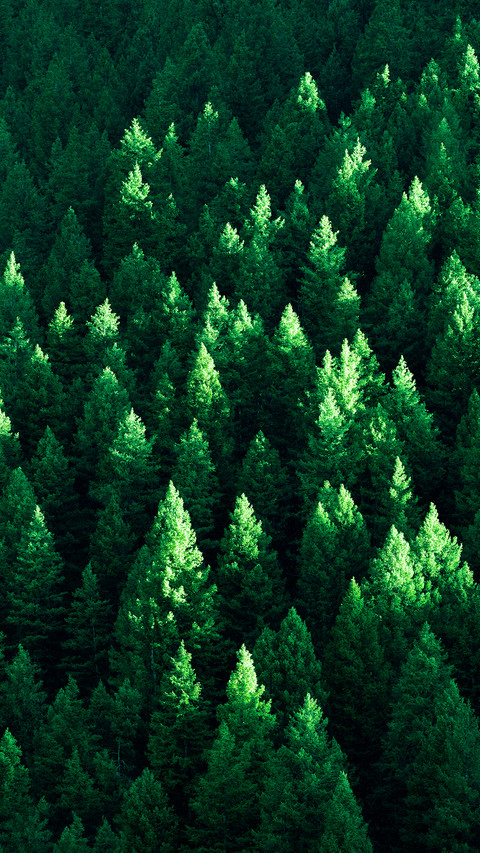 Eye-friendly forest wallpapers screenshot