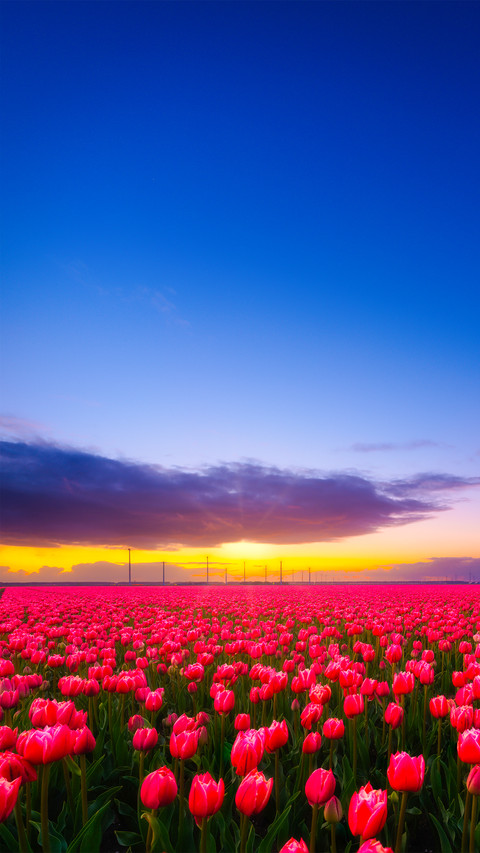 Colorful Flower Field screenshot