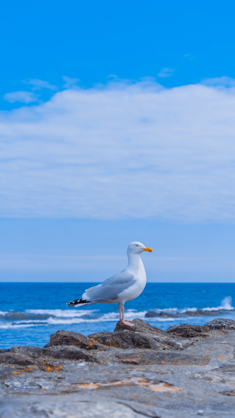 Why do seagulls snatch food screenshot
