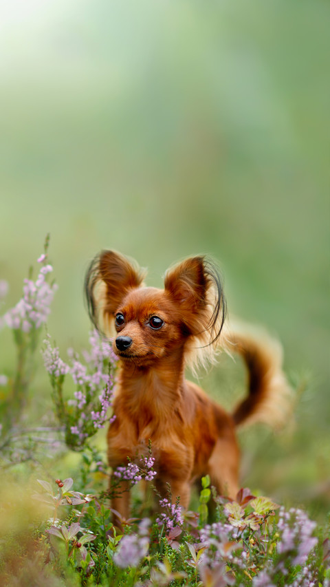 Russian Toy Terrier in the Autumn Forest screenshot