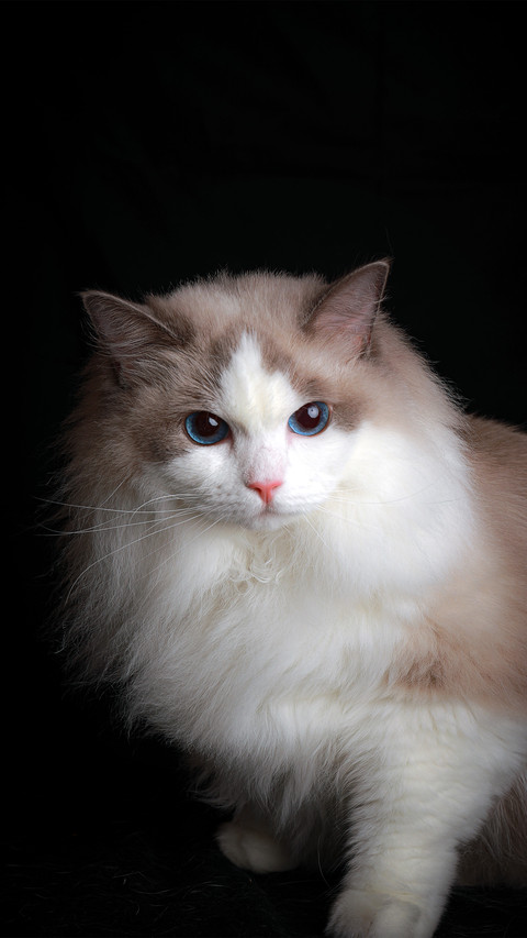 A portrait of a ragdoll cat screenshot