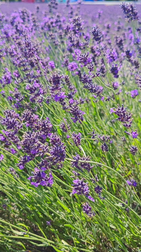 Lavender Meadow #1 screenshot