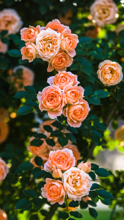 An orange rose wall screenshot