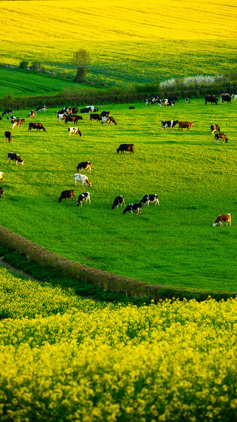 Green grass and cattle herds screenshot