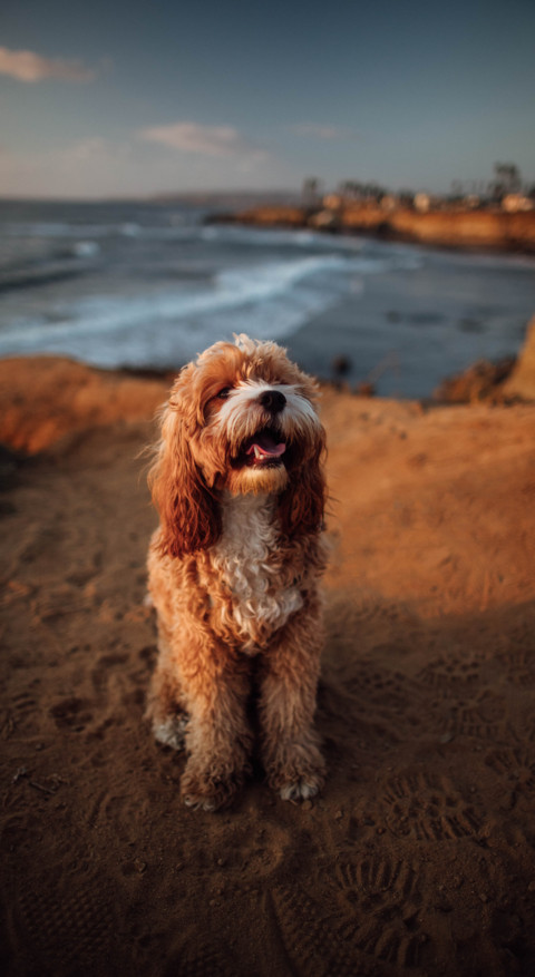 Cute Animals (39) screenshot