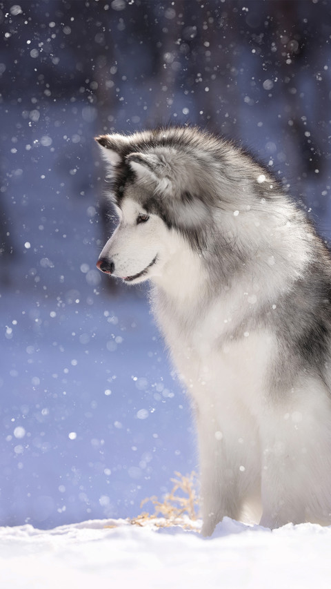 An alaskan malamute with its head drooping in the snow screenshot